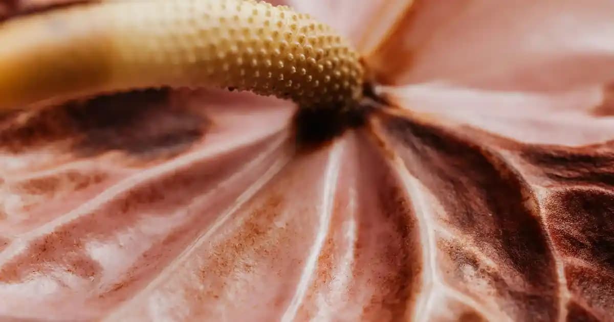 Kuru Ciltler İçin En İyi Güneş Kremi: Avène ile Güvenle Güneşlenin ve Korunun