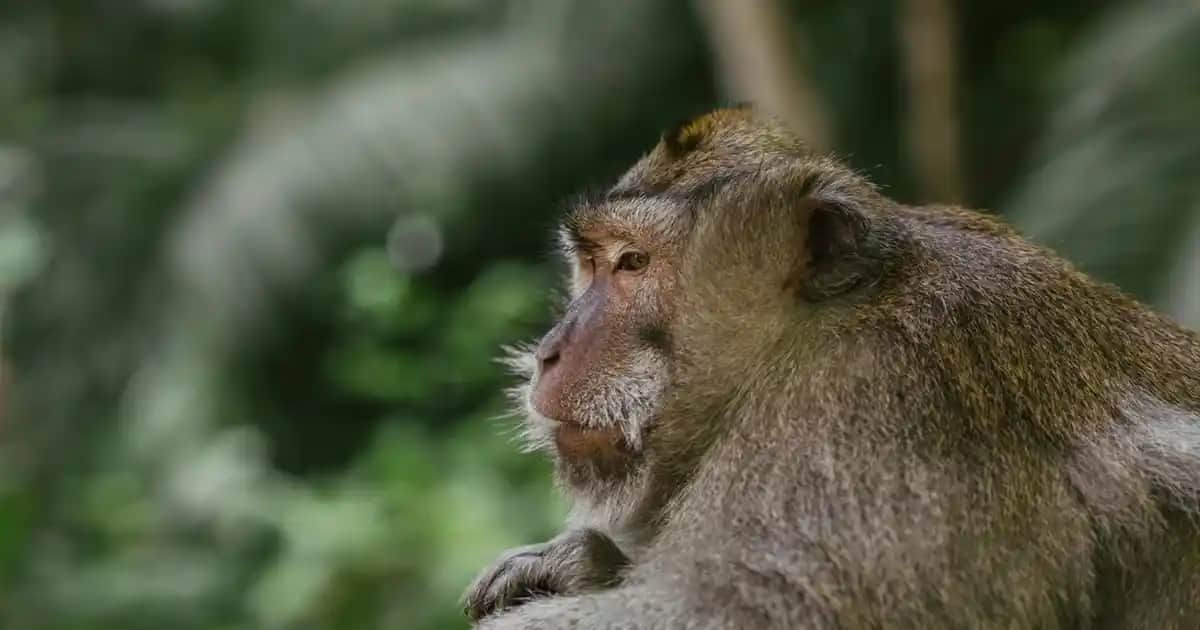 L'Oréal Paris Air Volume Mega Maskara: Hafif ve Dolgun Kirpikler İçin Profesyonel Seçenekler