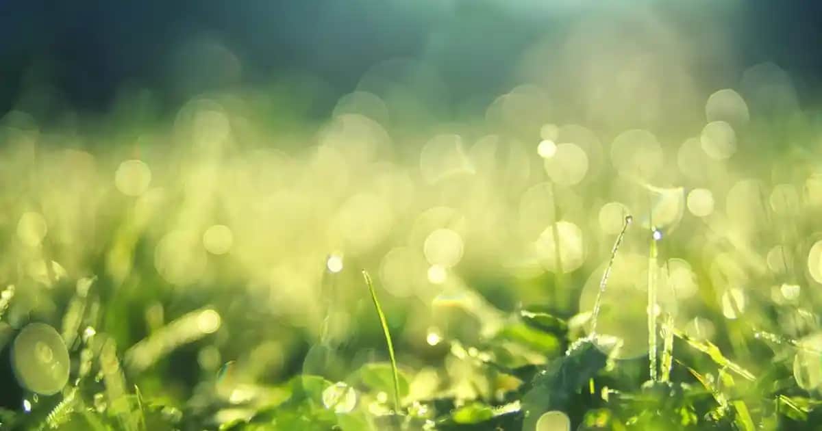 Lancôme Rose Sugar Scrub Doğal İçeriği ve Cilt Yenileme Fırsatlarıyla Güçlü Bir Peeling