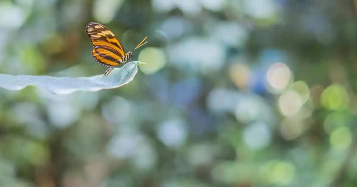 2025'te Lionesse Kirpik Ürünleriyle Gözlerinizi Baştan Yaratın