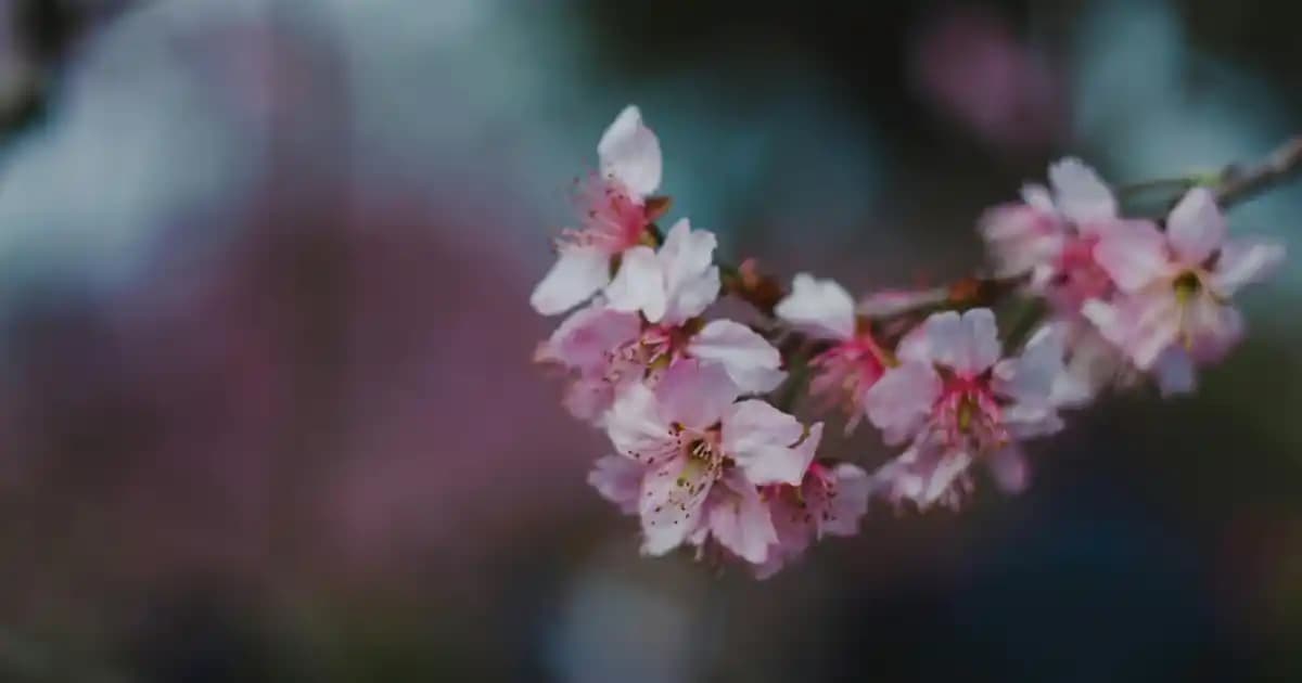 Makyaj Teknikleri Resimli Anlatım ile Güzelliğinizi Artırın ve Kendinizi İfade Edin