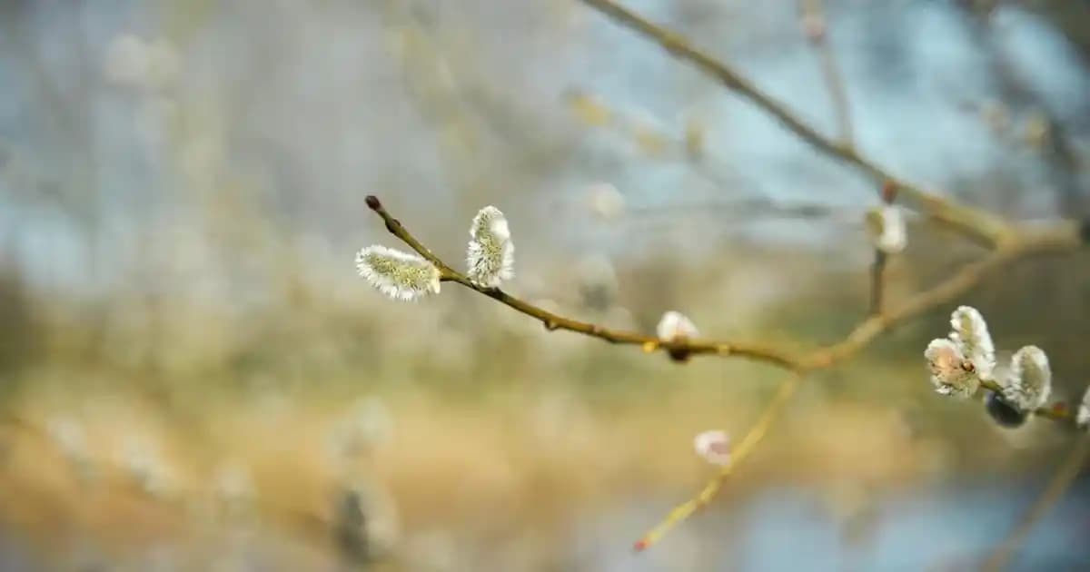 Maybelline 25 Taffy Dudak Rengi ve Bakım Özellikleri Hakkında Detaylı Bilgi