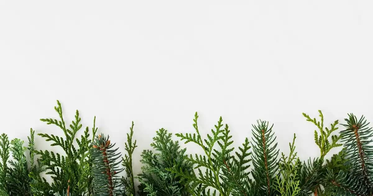 Memede Mantar Kremi Kullanımı ve Doğal Çözümlerle Cilt Sağlığını Koruma