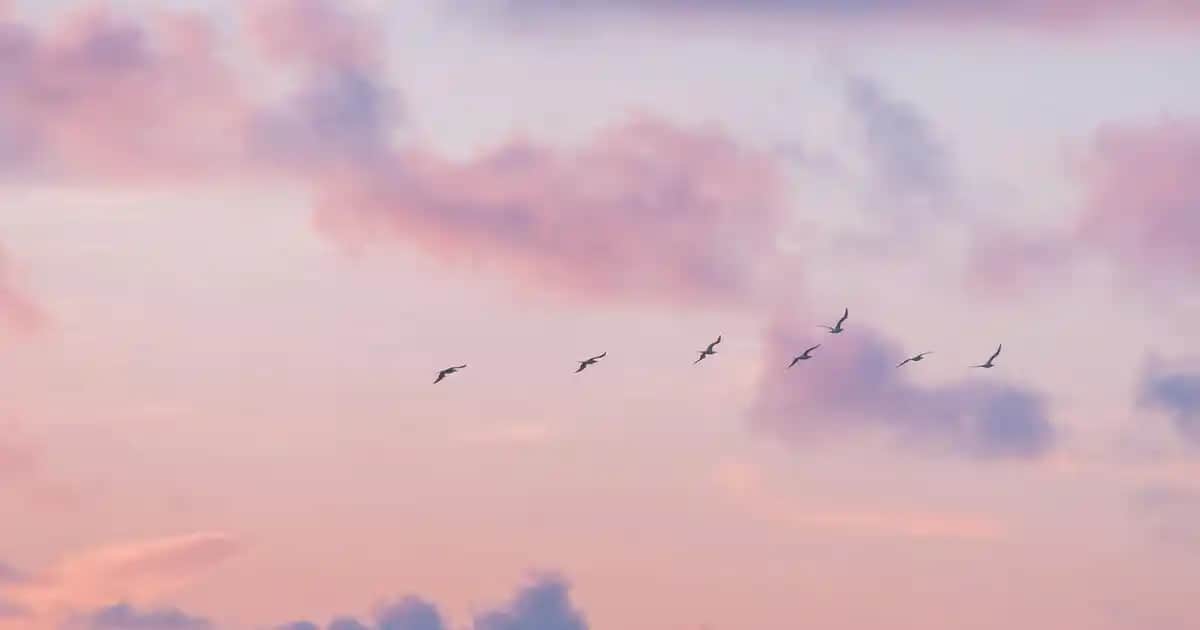 Michael Kors Wonderlust Parfümü: Modern Kadınlar İçin Zarif ve Çok Yönlü Koku Tanıtımı