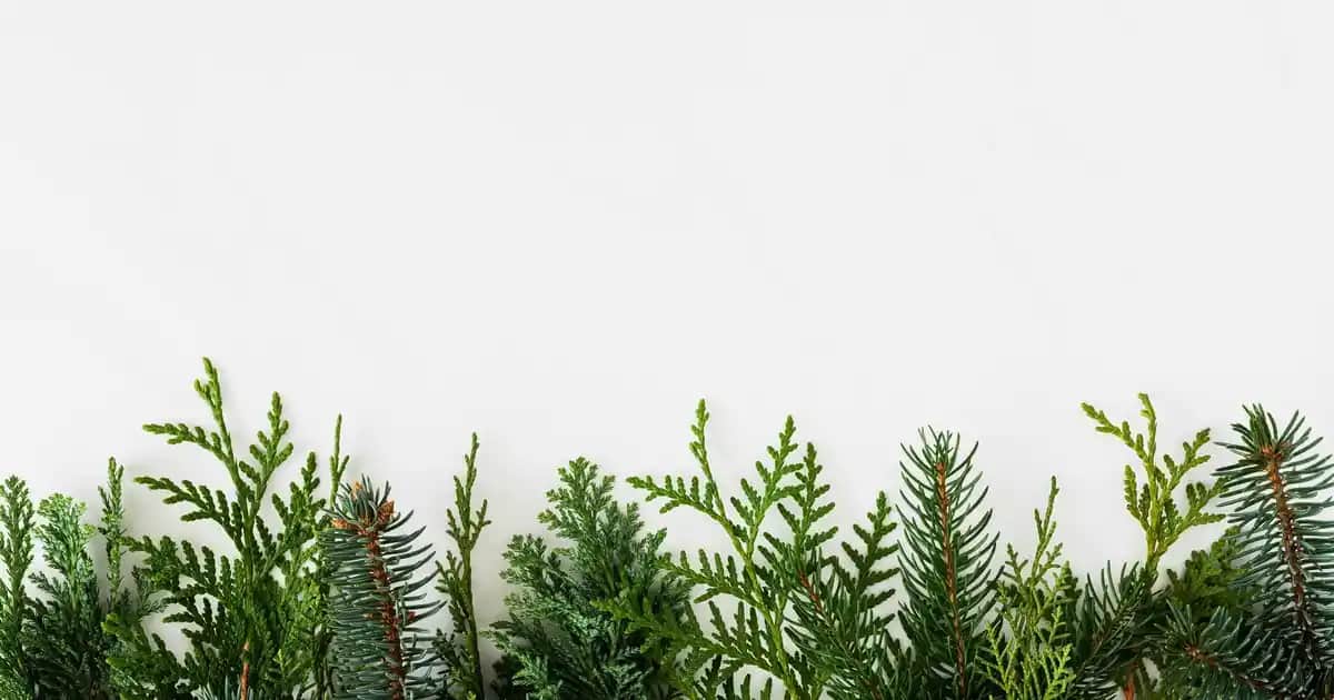 Milkshake Şampuan ile Saç Bakımında Doğal ve Etkili Çözümler Sunan Ürünler