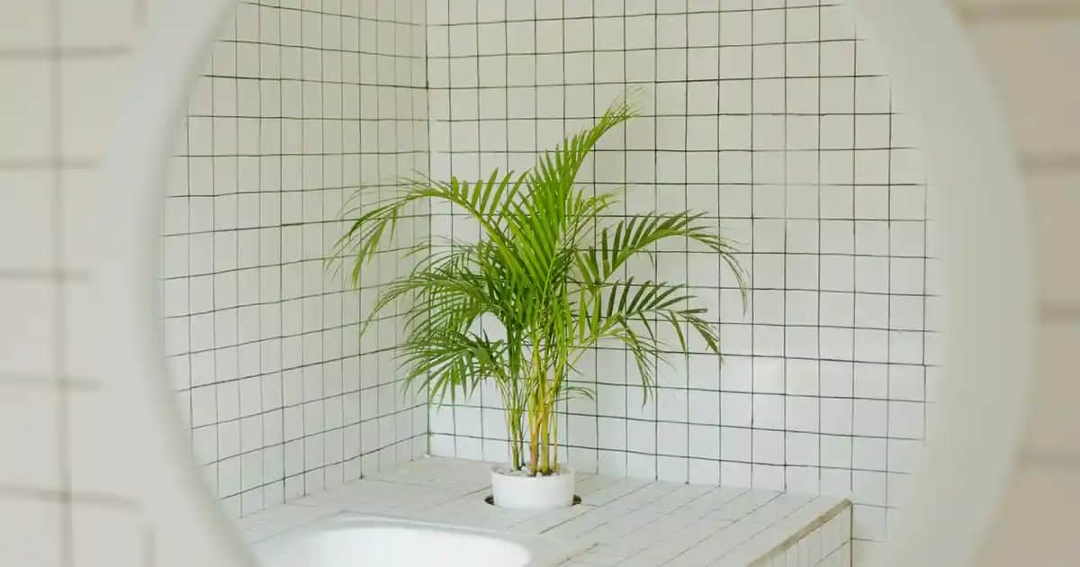 Miraderm Bit Bit Sprey Nasıl Kullanılır: Güvenli ve Etkili Parazit Tedavi Yöntemi