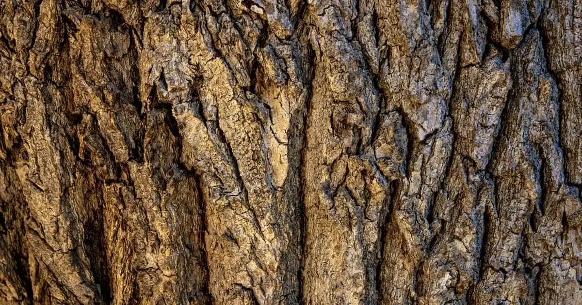 Morfose Keratin Saç Maskesi ile Güçlü ve Parlak Saçlar İçin Profesyonel Bakım Çözümü