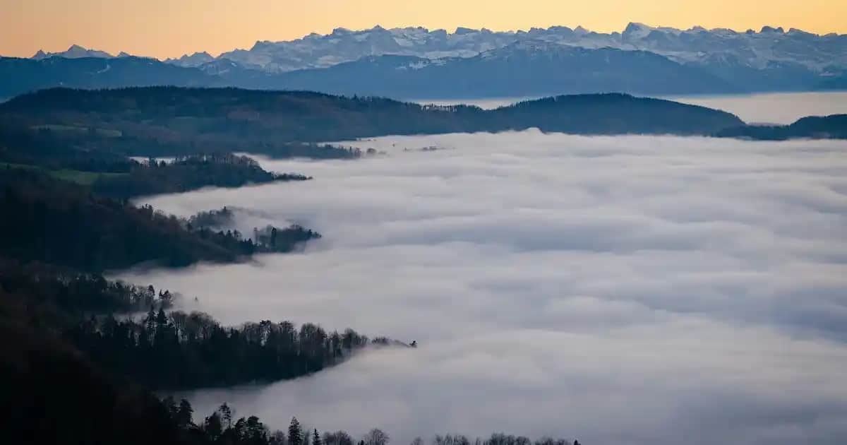 NBL İmmuno Formula ile Güçlü Bağışıklık ve Yüksek Enerji İçin Doğal Destek