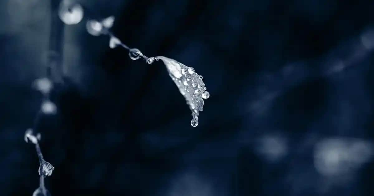 Otacı Bitkisel Saç Şekillendirici: Doğal ve Sağlıklı Saç Şekillendirme Alternatifi