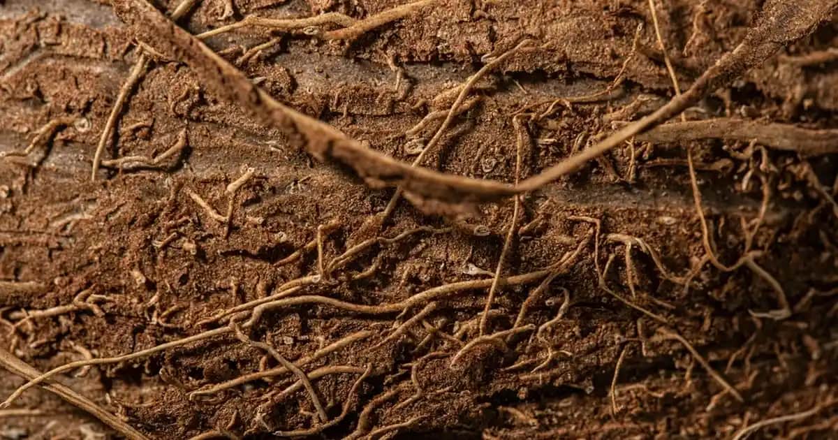 Palette Kahverengi Saç Boyası: Doğal ve Kalıcı Renkler İçin Güvenilir Seçenekler