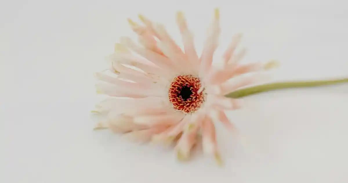 PanPlus Gold: Sağlık ve Güzellik İçin Çok Yönlü Takviye Ürünü