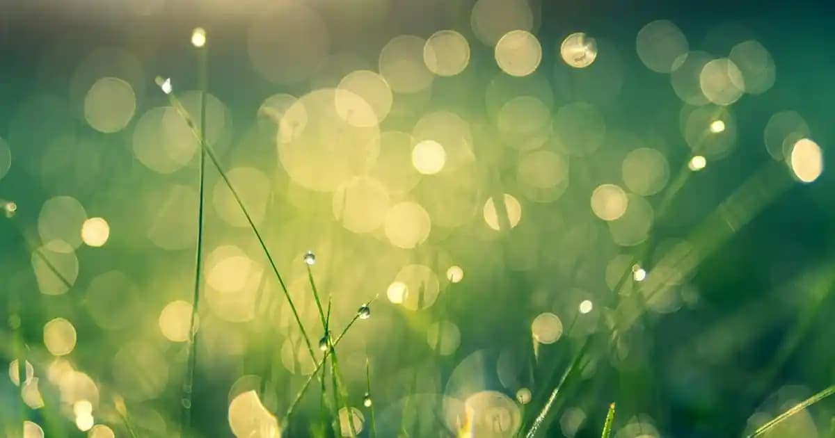 Parmaton Nedir? Enerji ve Bağışıklık Destekleyici Çok Yönlü Takviye Ürünü