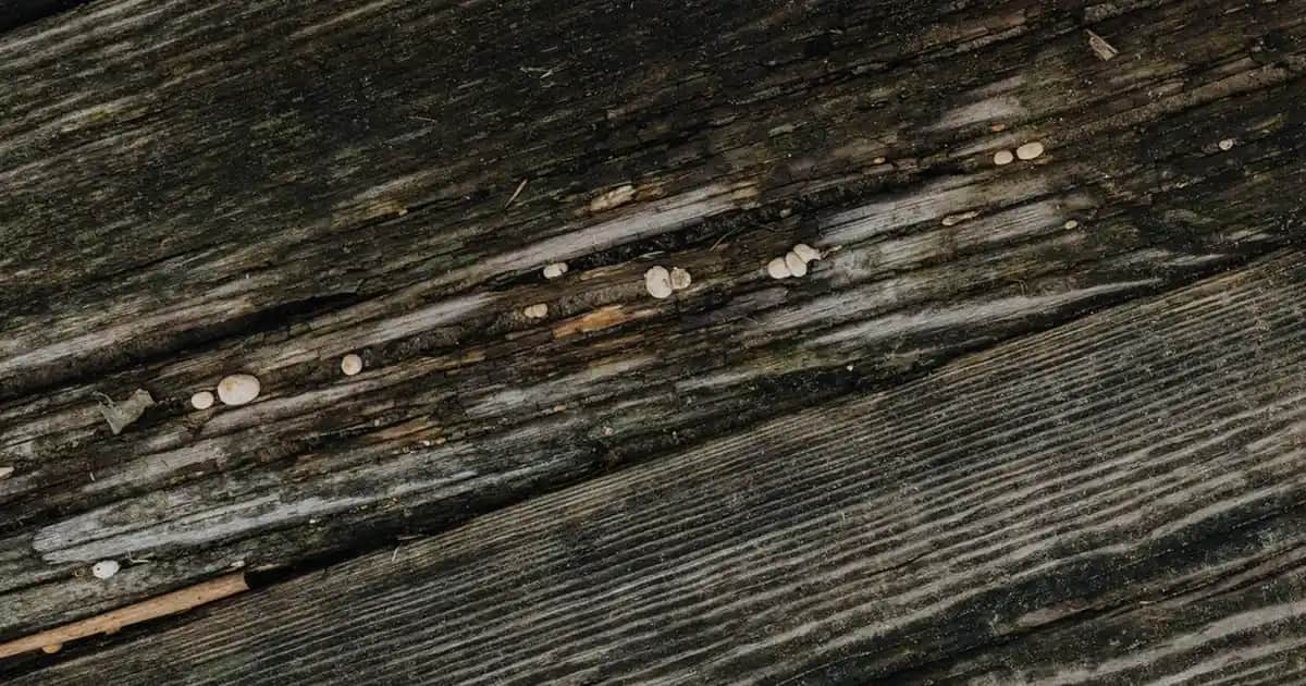 Pferdesalbe Krem Nedir, Nasıl Kullanılır ve Kozmetik Sektöründeki Yeri