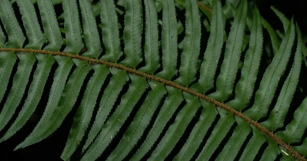 Phyto Satış Noktaları ve Doğal Kozmetik Ürünlerine Erişim Rehberi