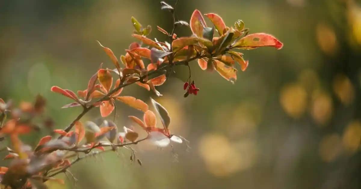 Pigmenta Tinted Nedir Güneş Koruyucu ve Kozmetik Ürünlerdeki Yeri