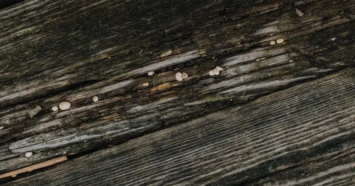 Pişik Tedavisinde Doğal ve Kozmetik Çözüm Yöntemleri Hakkında Bilgiler