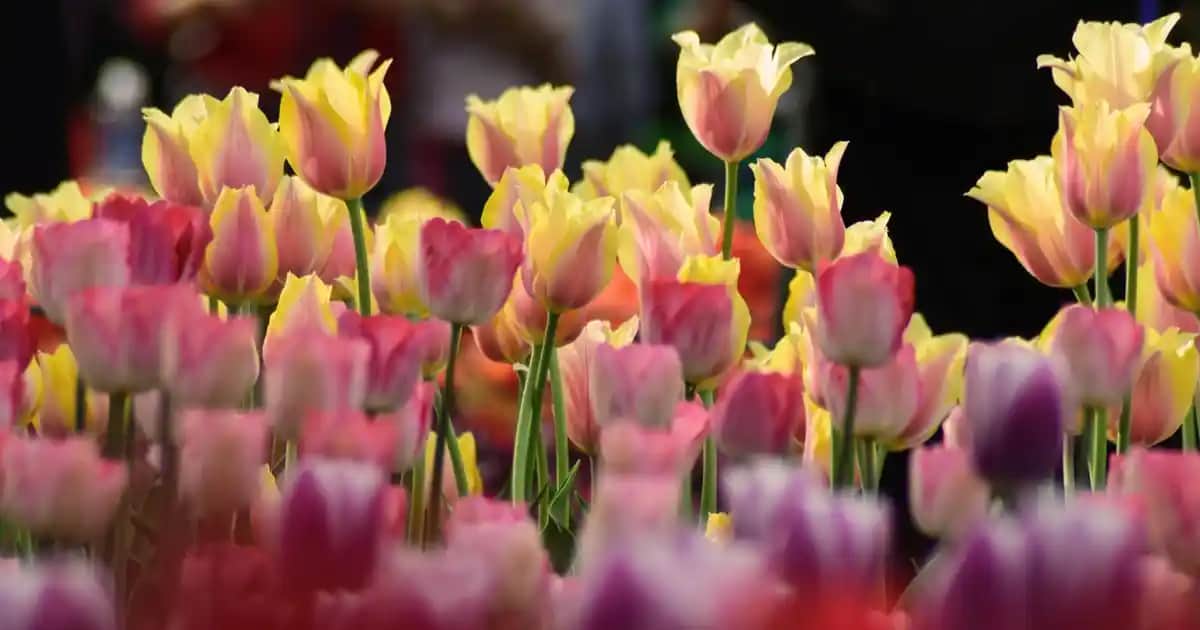 Roza Hastalığı İçin En Uygun Nemlendirici Seçenekleri ve Uzman Tavsiyeleri