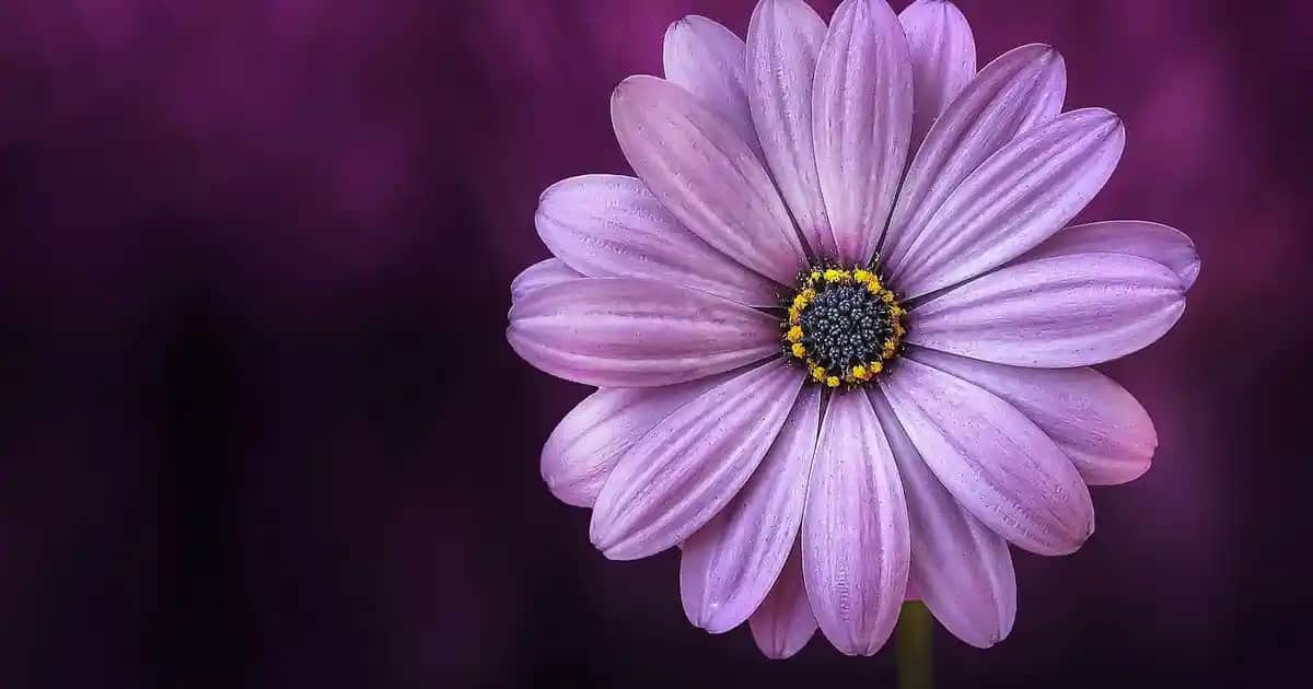 Saç Derisinde Pullanma Nedenleri ve Etkili Çözüm Yolları Hakkında Bilgiler