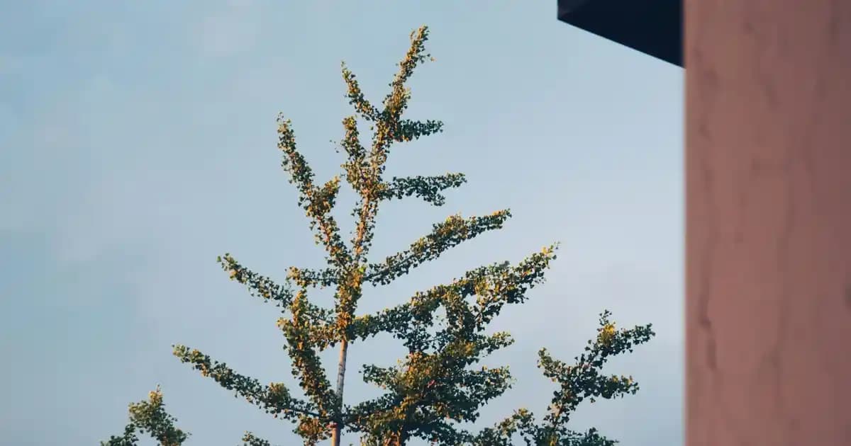 Siyah Sabun Nedir ve Cilt ile Saç Bakımında Sağladığı Faydalar Nelerdir