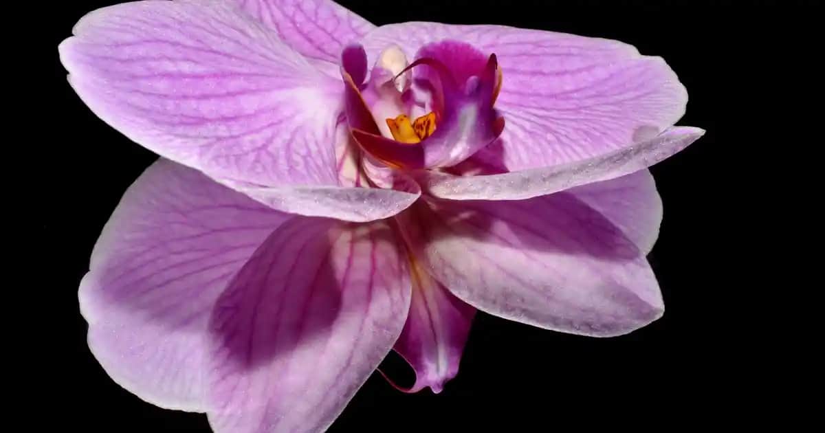 Solante Atopik Güneş Kremi: Hassas ve Atopik Ciltler İçin Yüksek Koruma ve Nemlendirme Özelliği