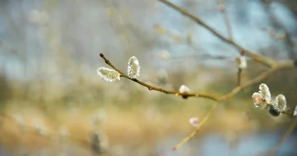 Solgar VM-75: Günlük Sağlık ve Güzellik İçin Güçlü Bir Multivitamin Seçeneği