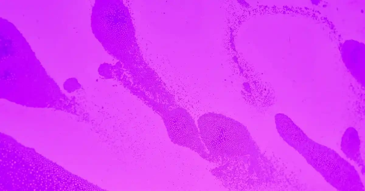 Sorvagen Niacinamide ve Collagen ile Cilt Sağlığı ve Güzellikte Yeni Yaklaşımlar