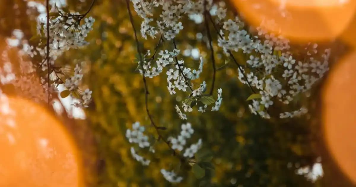 Sudocrem Kullanımı ve Kozmetik Açısından Yüzde Kullanımı Rehberi