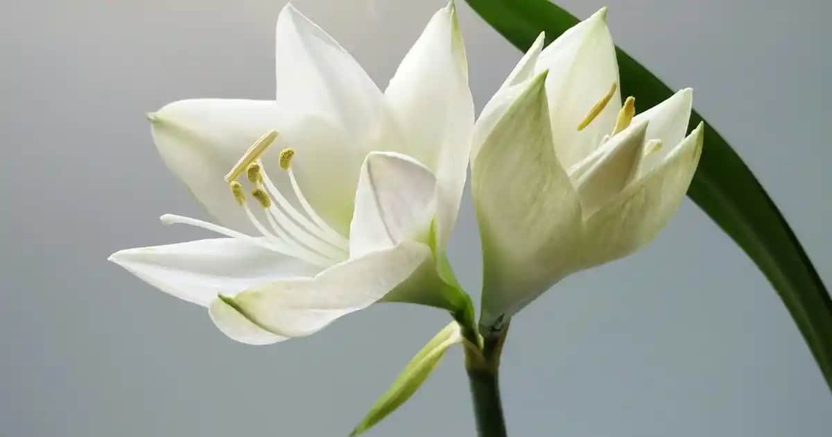 Taft Saç Köpüğü ile Doğal ve Kalıcı Saç Şekillendirme Çözümleri