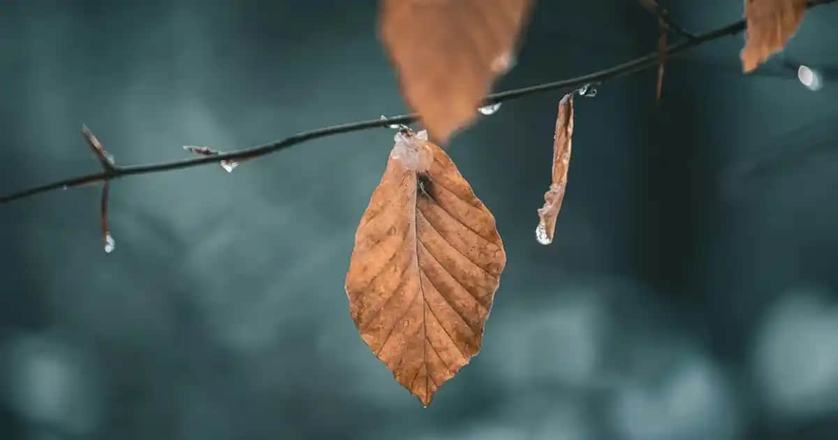 Vücut Parfümü Nedir? Ferah ve Çekici Kokularla Günlük Stilinizi Tamamlayın