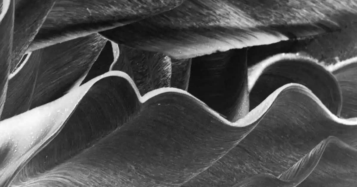 Yağların Komedojenik Değerleri ve Cilt Sağlığı Üzerindeki Etkileri Analizi