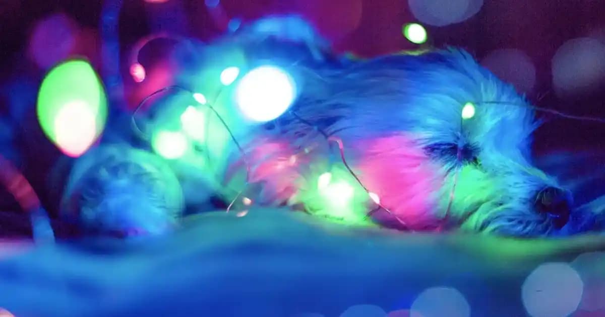 Zade Vital Zerdeçal Ürünleri: Sağlık ve Güzellik İçin Doğal Çözümler