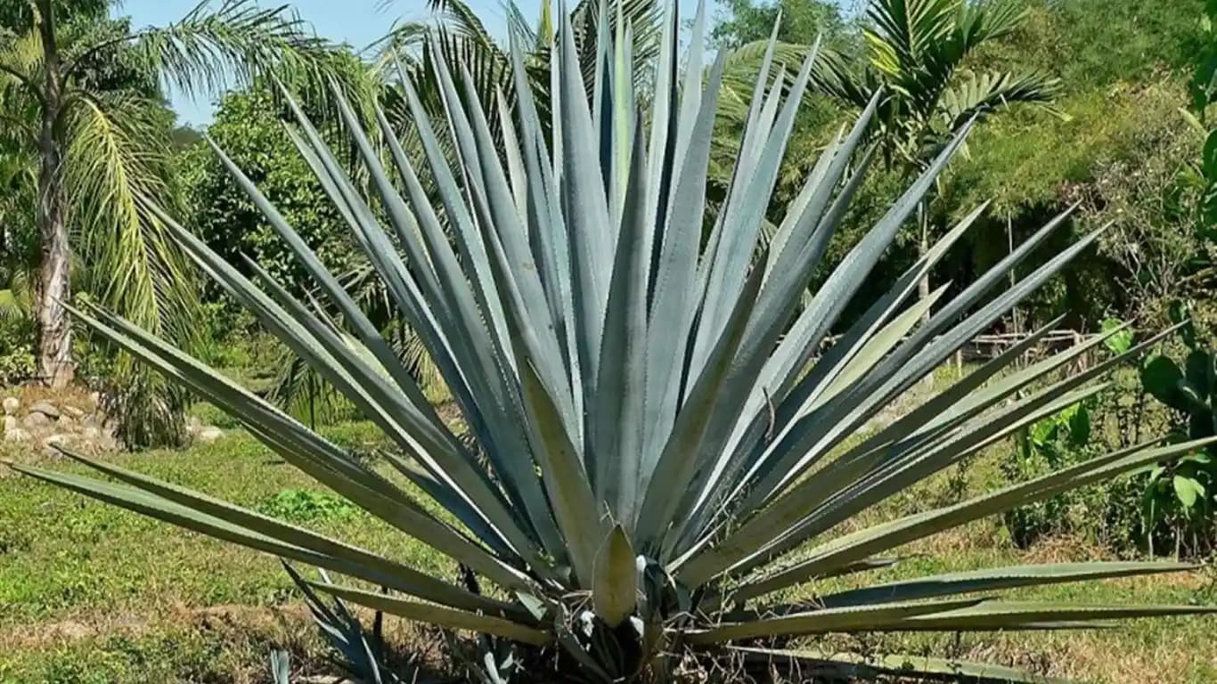 Agave'nin Cilt ve Saç Bakımında Doğal Nemlendirici ve Antioksidan Faydaları