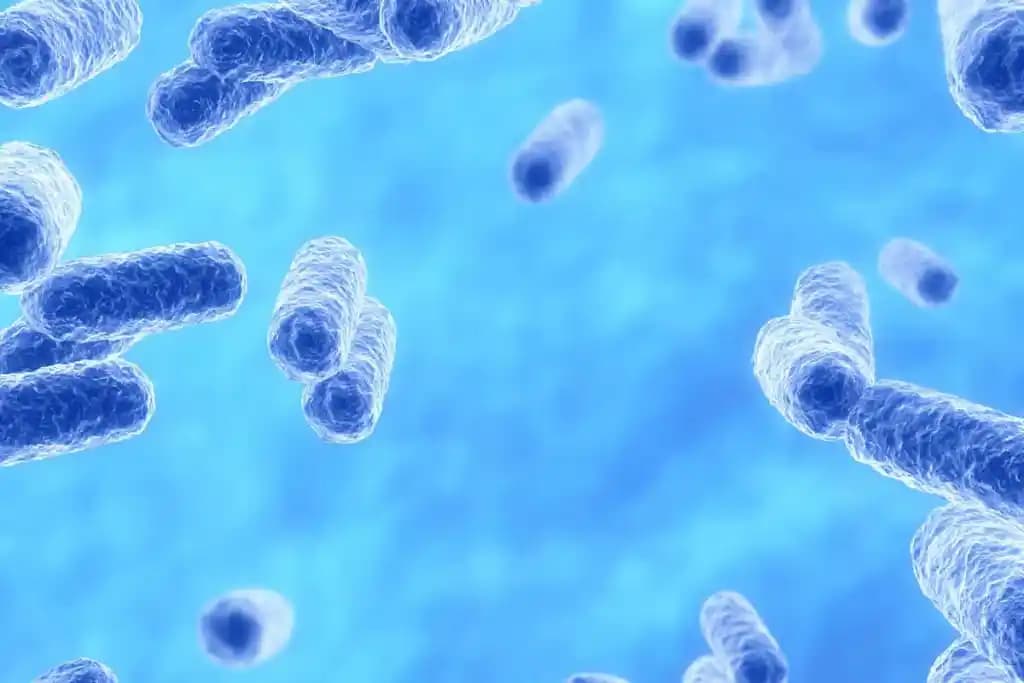 Akkermansia Bakterisi ve Cilt Sağlığı: Bağırsak Mikrobiyomunun Güzellik Üzerindeki Rolü