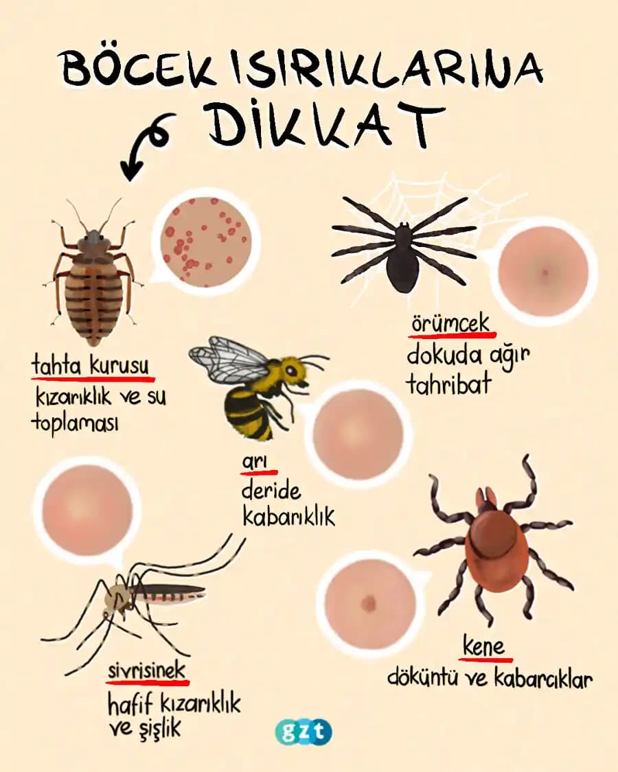 Böcek Isırık Kremi: Kaşıntı ve Şişliği Azaltan Etkili Cilt Bakımı Yöntemi