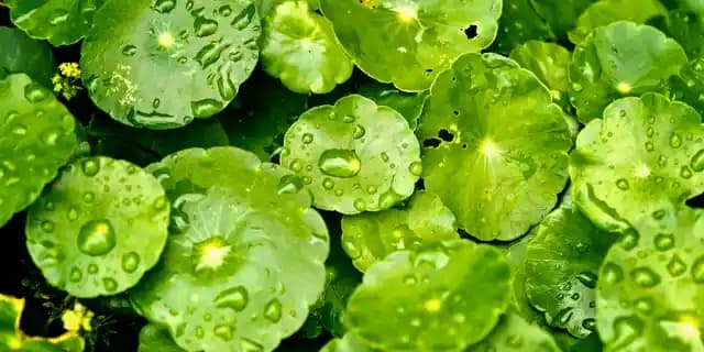 Centella Asiatica'nın Cilde Faydaları ve Doğal Cilt Bakımında Önemi