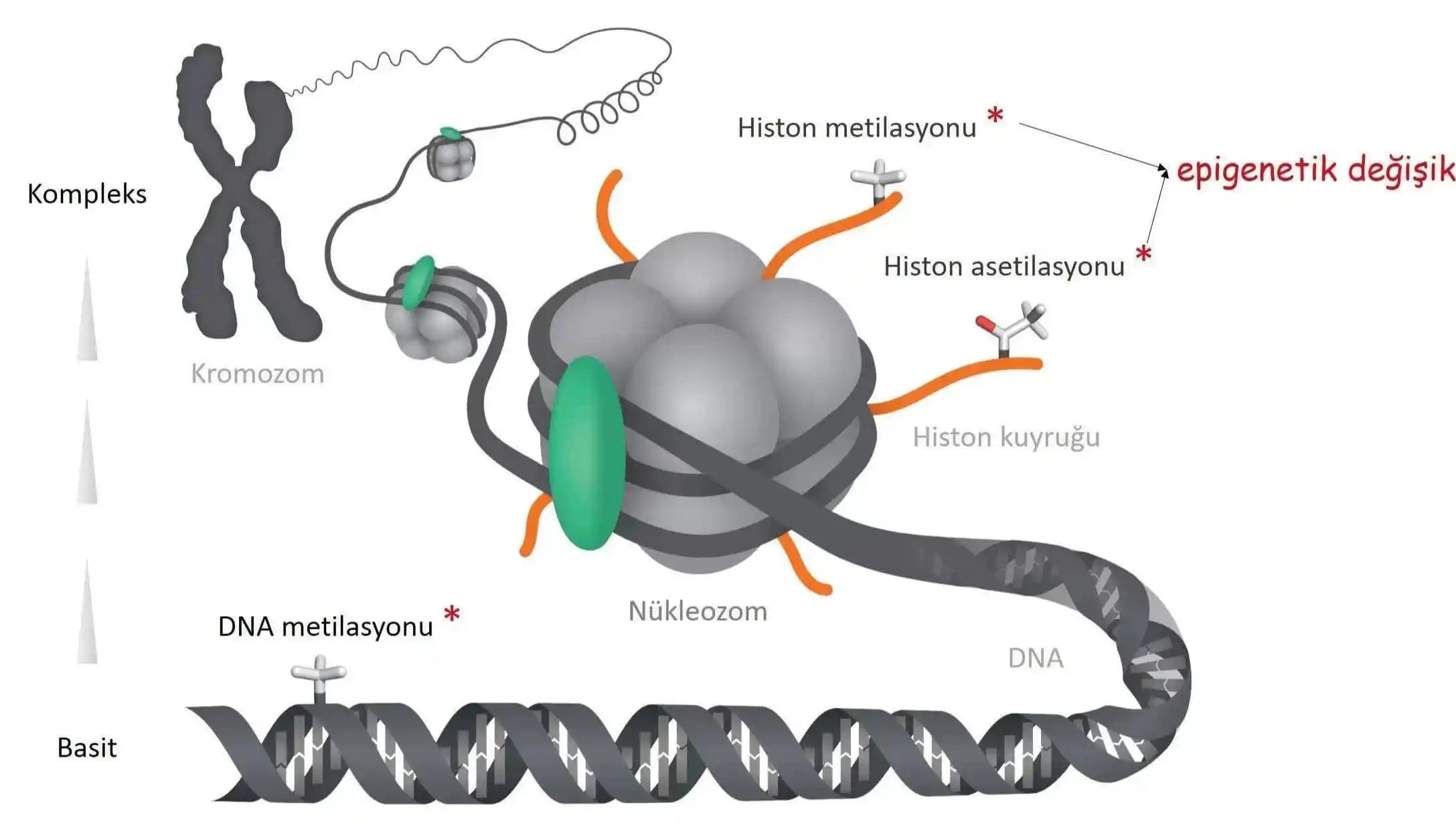 Cilt Bakım Ürünlerini Bırakmanın Cilt Sağlığı Üzerindeki Etkileri ve İyileşme Süreci