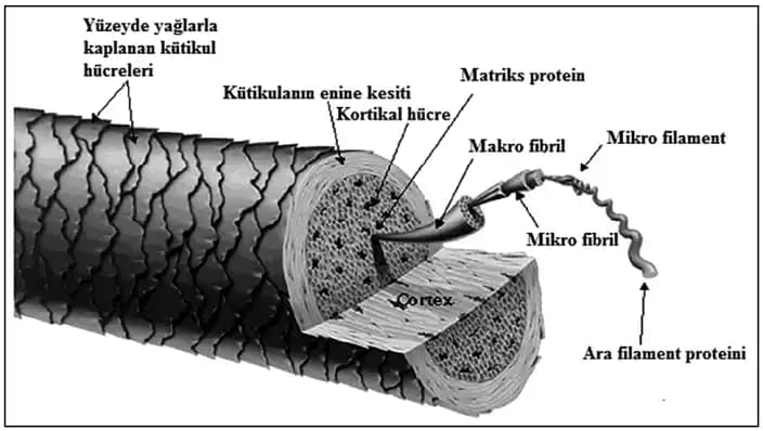 Saç Kırıklarının Saç Teli Boyunca Yukarı Doğru İlerlemesi: Mekanik ve Bilimsel İnceleme