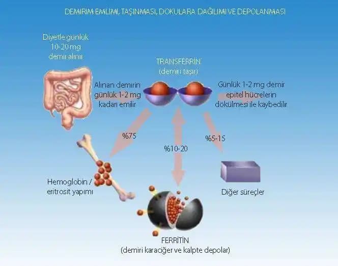 Demir Serumu Yan Etkileri ve Kullanımında Dikkat Edilmesi Gerekenler Hakkında Bilgiler