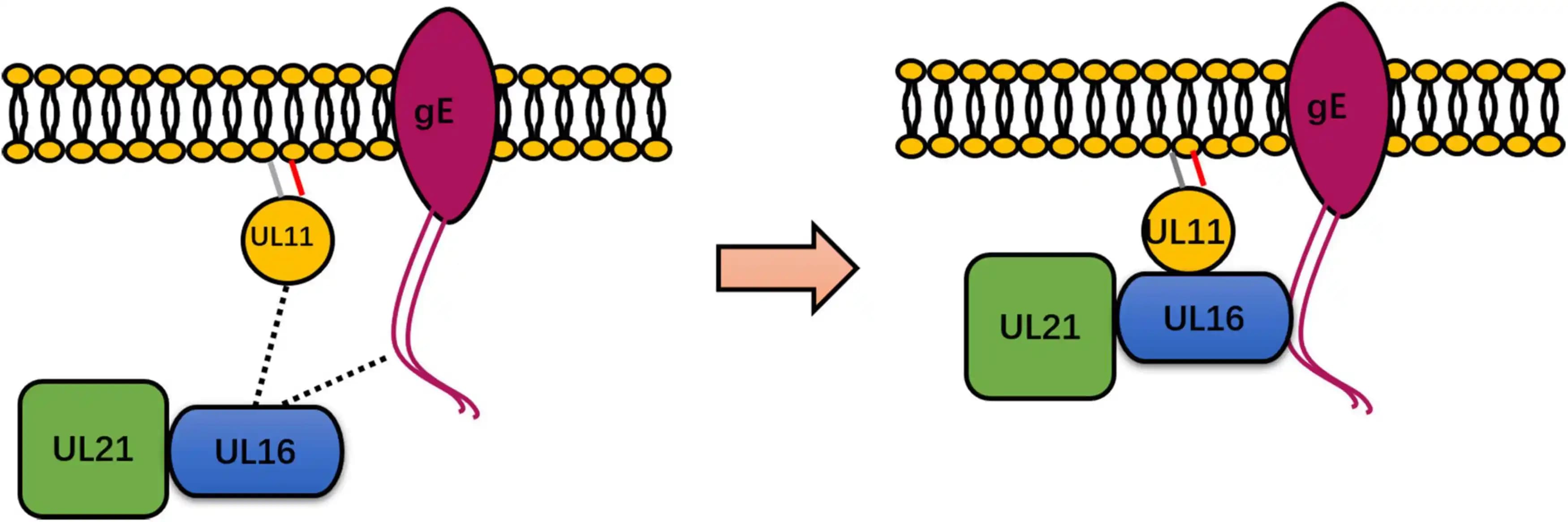 DP UL11: Cilt ve Saç Bakımında Doğal İçerikli Yenilikçi Çok Yönlü Ürün