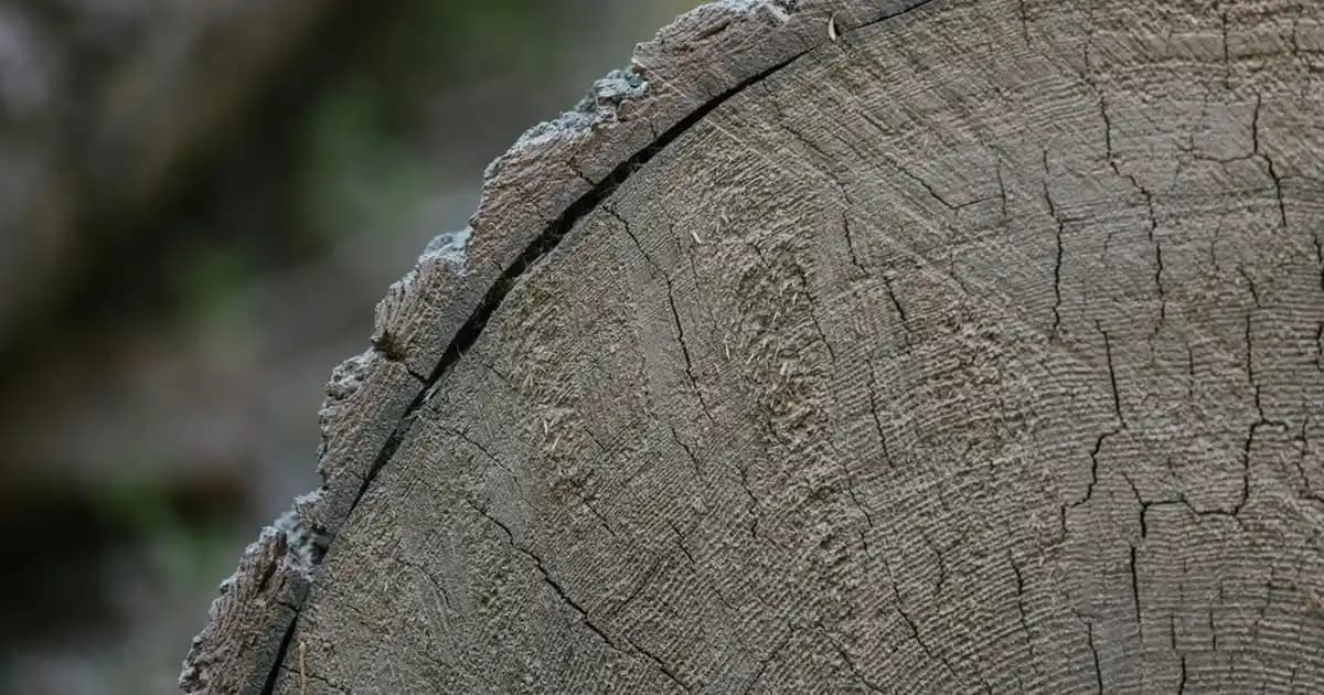 Kan Portakalı Kokusu İçeren Parfümler ve Kullanıcı Deneyimleri Üzerine İnceleme